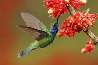 Hummingbird with pink bloom in forest habitat. Green Violet-ear, Colibri thalassinus, flying in the