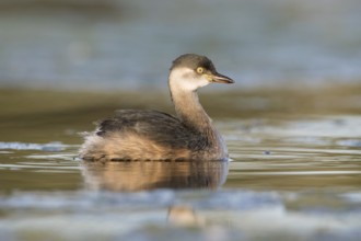Australasian Grebe (Tachybaptus novaehollandiae), Victoria, Australia