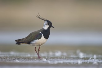 Northern Lapwing (Vanellus vanellus) male, North Rhine-Westphalia, Germany