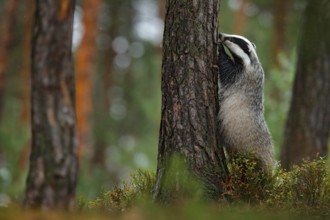 Badger in forest, animal nature habitat, Germany, Europe. Wildlife scene. Wild Badger, Meles meles,