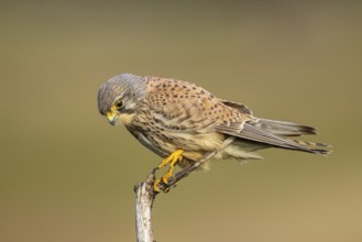 Common Kestrel (Falco tinnunculus) male perched on a branch, North Rhine-Westphalia, Germany