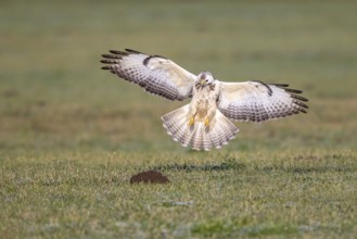 Common Buzzard (Buteo buteo) appproaching, North-Rhine Westphalia, Germany