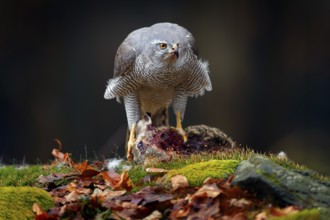 Animal behaviour, wildlife scene from nature. Goshawk in the orange vegetation.Goshawk, Accipiter