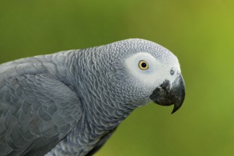 Detail portrait of beautiful grey parrot. African Grey Parrot, Psittacus erithacus, sitting on the