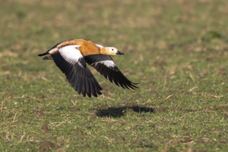 Ruddy Shelduck (Tadorna ferruginea) flying, North Rhine-Westphalia, Germany