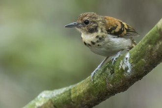 Spotted Antbird (Hylophylax naevioides) perched on a branch in Panama