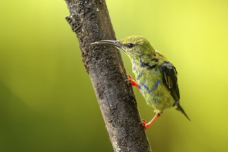Türkisnaschvogel, auch Rotfußhonigsauger (Cyanerpes cyaneus)