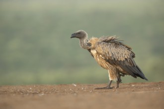 White-backed Vulture (Gyps africanus), South Africa