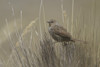 Junin Canastero (Asthenes virgata), Central Highlands, Peru