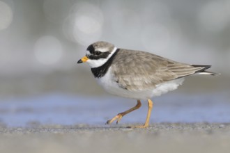 Common Ringed Plover (Charadrius hiaticula), Lake Neusiedl, Austria