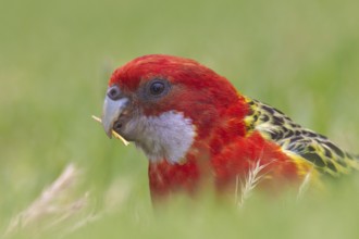 Eastern Rosella (Platycercus eximius), South Australia, Australia