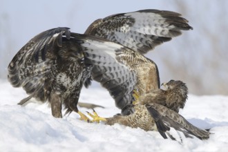 Common Buzzard (Buteo buteo), Mecklenburg-Western Pomerania, Germany