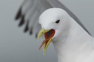 Black-legged Kittiwake (Rissa tridactyla), Scotland, United Kingdom