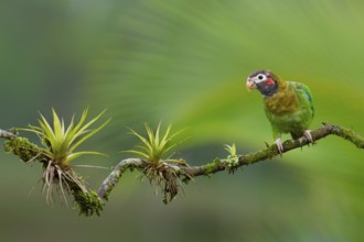 Brown-hooded Parrot (Pyrilia haematotis), Costa Rica