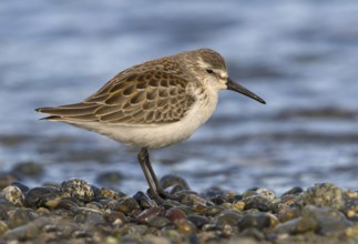 Western Sandpiper (Calidris mauri), British Columbia, Canada