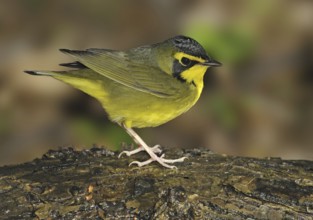 Kentucky Warbler (Geothlypis formosa), Texas, USA