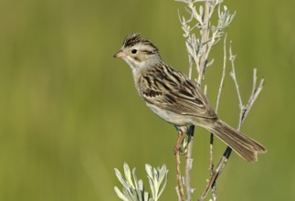 Clay-colored Sparrow (Spizella pallida), Alberta, Canada