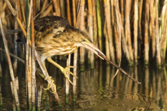 Little Bittern (Ixobrychus minutus) juvenile foraging, Thuringia, Germany