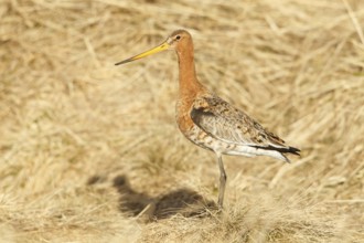 Black-tailed Godwit (Limosa limosa), Myvatn, Iceland