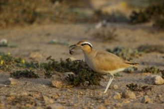 Cream-colored Courser (Cursorius cursor) with captured bug in its beak, Fuerteventura, Spain