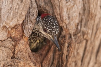 Golden-tailed Woodpecker (Campethera abingoni), Northern Cape, South Africa