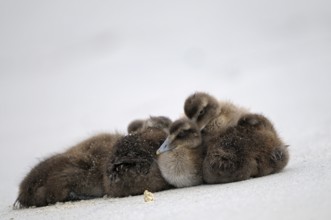 Eiderente (Somateria mollissima), Eider, ruhende Jungvoegel am Strand, Juni, Duene der Insel