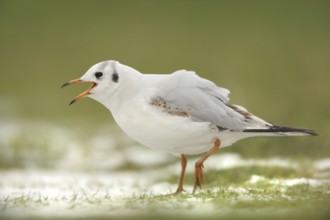 Black-headed Gull (Chroicocephalus ridibundus)