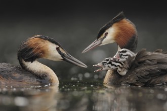 Great Crested Grebe (Podiceps cristatus) with juvenile, North Rhine-Westphalia, Germany