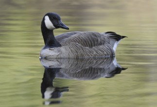 Canada Goose (Branta canadensis), British Columbia, Canada