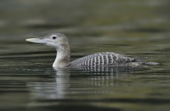 Yellow-billed Loon (Gavia adamsii), British Columbia, Canada