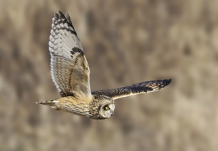 Short-eared Owl (Asio flammeus), British Columbia, Canada