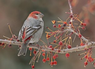 Pine Grosbeak (Pinicola enucleator) male, Saskatchewan, Canada