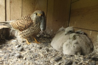 Common Kestrel (Falco tinnunculus) female feeds chicks, Lower Saxony, Germany