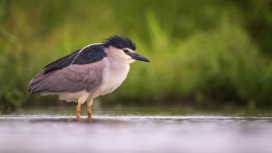 Black-crowned Night Heron (Nycticorax nycticorax) foraging, Hungary