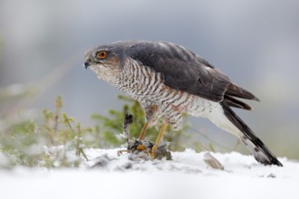 Eurasian sparrowhawk, Accipiter nisus, sitting on the snow in the forest with caught little