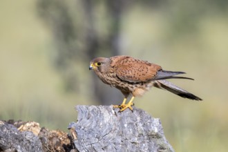 Common Kestrel (Falco tinnunculus) male, Castile-La Mancha, Spain
