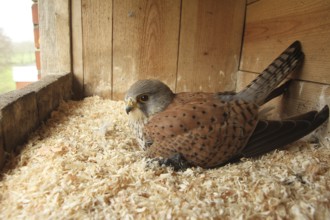 Common Kestrel (Falco tinnunculus) male, Lower Saxony, Germany