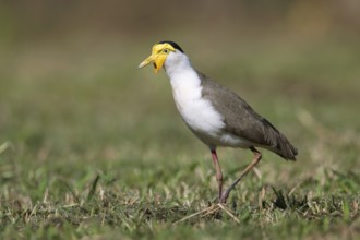 Masked Lapwing (Vanellus miles miles), Queensland, Australia