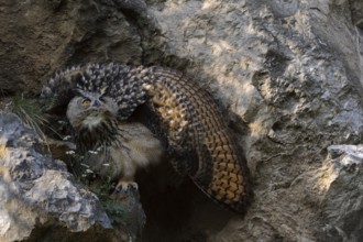 Eurasian Eagle-Owl (Bubo bubo) juvenile threatening, perched on a rock, North Rhine-Westphalia,
