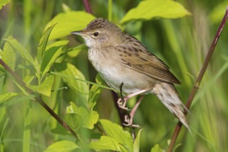Common Grasshopper Warbler (Locustella naevia), Germany
