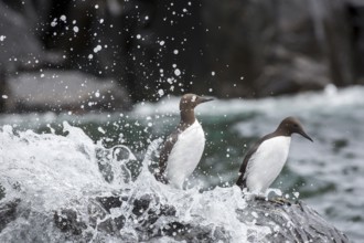 Common Murre (Uria aalge), Farne Islands, United Kingdom