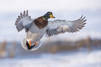 Mallard (Anas platyrhynchos) male landing, Lower Saxony, Germany