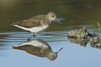 Green Sandpiper (Tringa ochropus) foraging, Tuscany, Italy