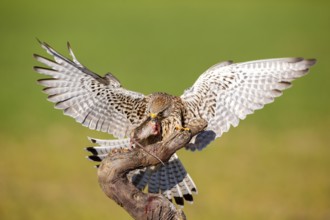 Common Kestrel (Falco tinnunculus) female with prey, Castile-La Mancha, Spain