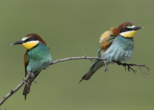 European Bee-eater (Merops apiaster) pair, Bulgaria