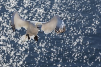 Northern Gannet (Morus bassanus) flying, Schleswig-Holstein, Germany