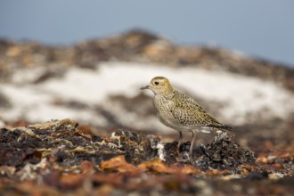 European Golden Plover (Pluvialis apricaria), Schleswig-Holstein, Germany