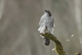 Northern Goshawk (Accipiter gentilis) female, Baden-Wuerttemberg, Germany