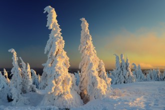 Snow-covered montane forest under rising sun at dawn, Brocken, Saxony-Anhalt, Germany