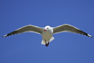 Silver Gull (Chroicocephalus novaehollandiae scopulinus) flying, South Island, New Zealand